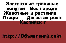 Элегантные травяные попугаи - Все города Животные и растения » Птицы   . Дагестан респ.,Каспийск г.